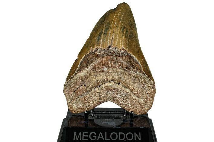 Huge, Fossil Megalodon Tooth - North Carolina #328414
